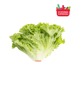 სალათის ფურცელი