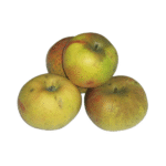 ვაშლი ანტონოვკა 500გრ